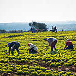 Farmers gathering lettuces in a field in Conversano, Italy.