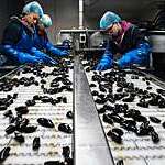 Mussels being selected at a factory. 
