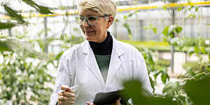Senior woman analyzing plants in greenhouse. Female greenhouse technician checking plants in the commercial greenhouse.