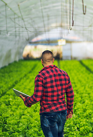 Man in an organic farm holding a computer tablet